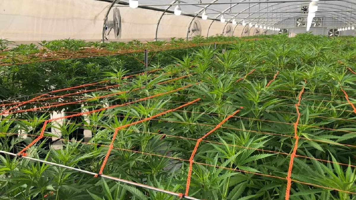 Fue Habilitada La Primera Planta De Producción De Cannabis Medicinal En ...