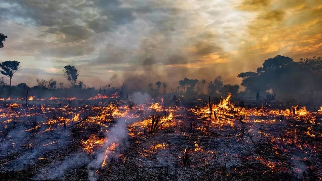 Por las llamas, se perdieron más aproximadamente 2,3 millones de hectáreas de selva amazónica.